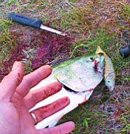Blood n Fish 4112.JPG